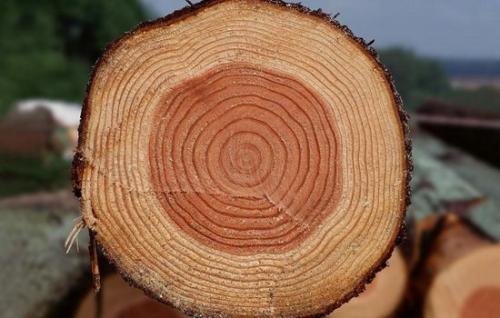 Окна из сосны. Почему народ отдает предпочтение именно сосне