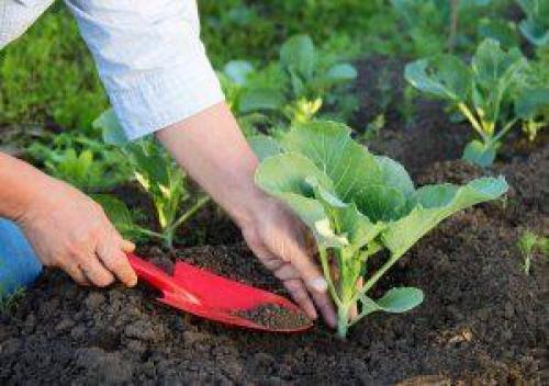 Выращивание цветной капусты в теплице. Посадка и уход