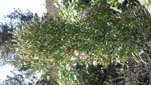 Можно ли давать сушёную траву мелколепестника детям. Трава мелколепестник для мужчин и женщин