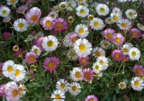 Мелколепестник: полезные свойства сушёной травы и её применение 09 Мелколепестник: полезные свойства сушёной травы и её применение 09