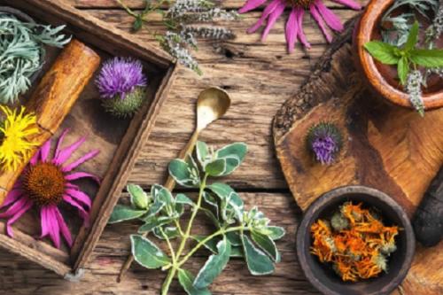 Можно ли использовать сушёную траву мелколепестника для лечения простуды. Какие травы можно пить при простуде