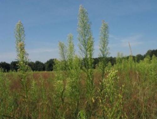 Есть ли противопоказания к применению сушёной травы мелколепестника. Мелколепестник канадский