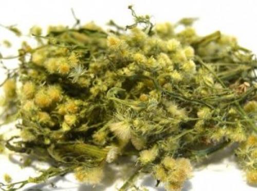 Есть ли противопоказания к применению сушёной травы мелколепестника. Мелколепестник канадский