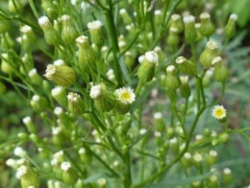 Есть ли противопоказания к применению сушёной травы мелколепестника. Мелколепестник канадский