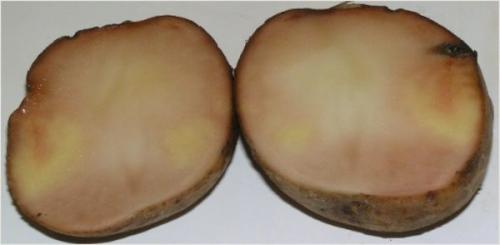 Замерзла картошка в погребе, что делать. Что делать если подмёрзла картошка