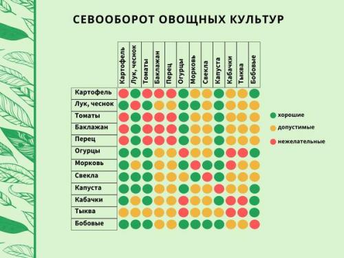 Предшественники овощных культур при посадке таблица. Севооборот в огороде: таблица плодосмена овощных культур