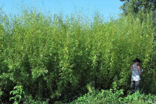 Трава для заткания дыр: для каких целей используется 04 Трава для заткания дыр: для каких целей используется 04