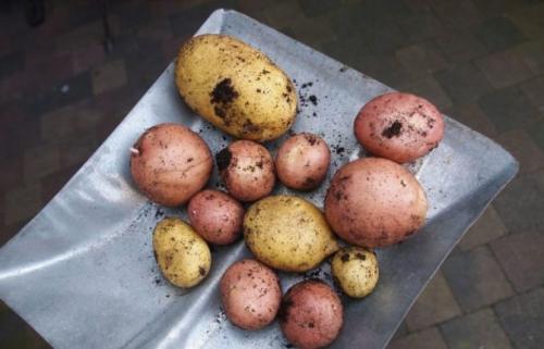 Какую температуру выдерживает картофель. Температурный режим и его особая роль для хранения картофеля