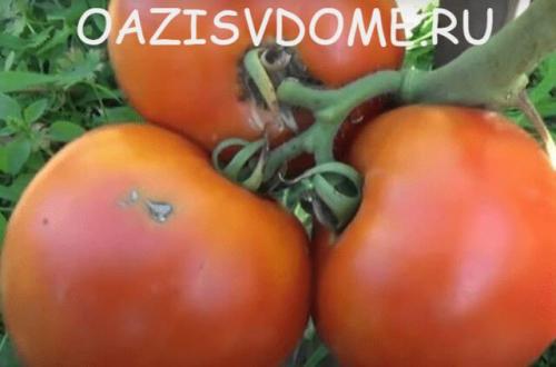 Как заготовить семена томатов в домашних условиях. Как правильно собрать и сохранить семена томатов в домашних условиях