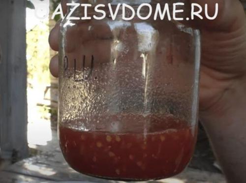 Как заготовить семена томатов в домашних условиях. Как правильно собрать и сохранить семена томатов в домашних условиях