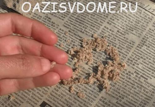 Как заготовить семена томатов в домашних условиях. Как правильно собрать и сохранить семена томатов в домашних условиях