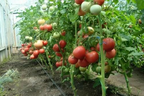 Как выпустить семена из помидор. Сбор урожая и выбор плодов для получения семян