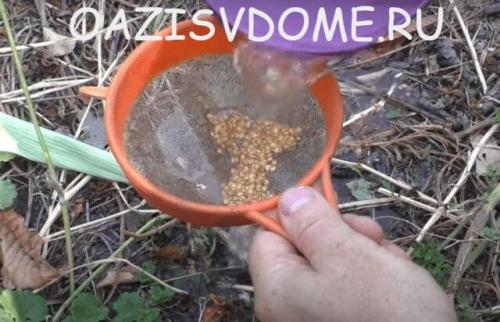 Как заготовить семена томатов в домашних условиях. Как правильно собрать и сохранить семена томатов в домашних условиях