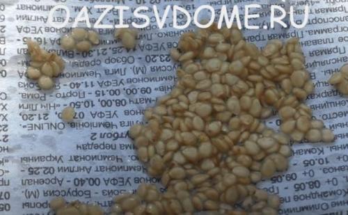 Как заготовить семена томатов в домашних условиях. Как правильно собрать и сохранить семена томатов в домашних условиях