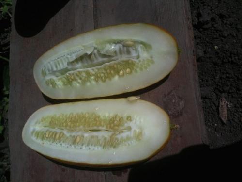 Как подготовить помидор на семена. Сроки заготовки и выбор плодов 02