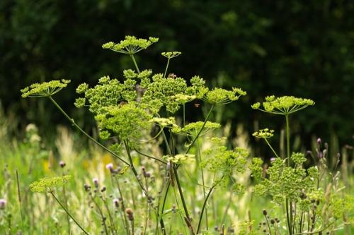 Как определить эту траву в дикой природе. Как определить ядовитые растения в парке и лесу