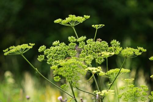 Как называется трава 'заткни гузно': раскрытие тайны 04 Как называется трава 'заткни гузно': раскрытие тайны 04