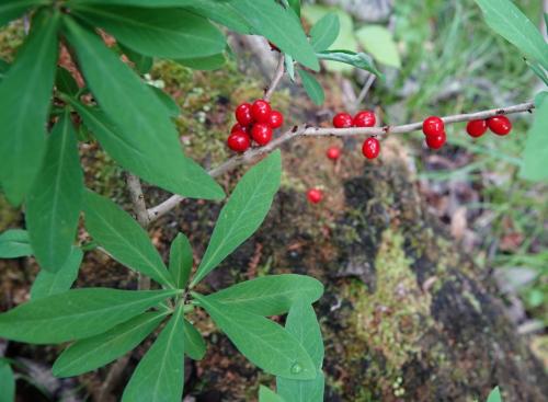 Как называется трава 'заткни гузно': раскрытие тайны 02 Как называется трава 'заткни гузно': раскрытие тайны 02