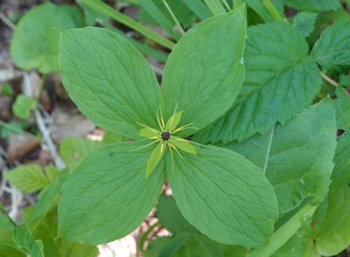 Как называется трава 'заткни гузно': раскрытие тайны 03 Как называется трава 'заткни гузно': раскрытие тайны 03