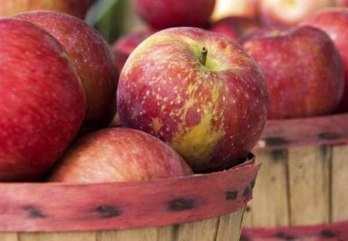 Как сохранить яблоки на зиму в квартире. Шаг № 1: выбрать нужный сорт 04