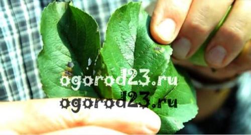 Обработка яблони от парши. Парша на яблонях – чем лечить?