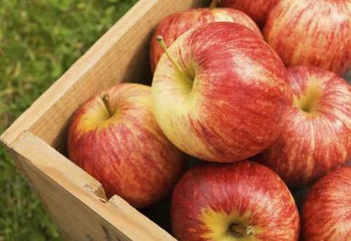 Как сохранить яблоки на зиму в квартире. Шаг № 1: выбрать нужный сорт 02