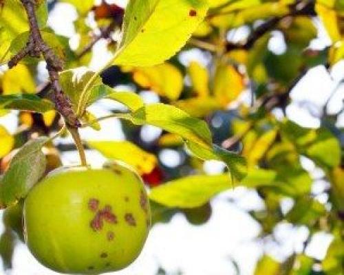 Осенняя обработка яблонь от парши. Что такое парша?