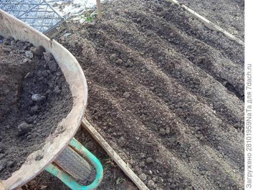 Морковь боится заморозков. Унылая осень, холода... вот и морковку сеять пора