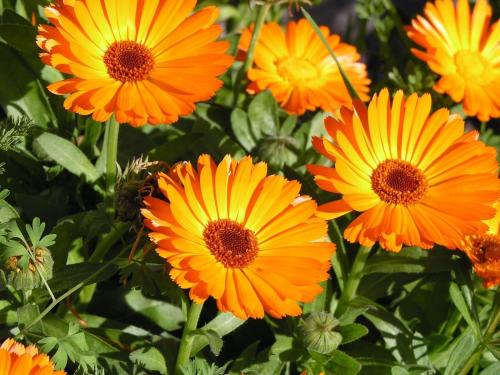 Рассада, каких цветов не боится весенних заморозков. Однолетники, которые можно сеять, как только сойдет снег