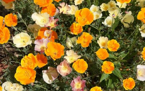 Рассада, каких цветов не боится весенних заморозков. Однолетники, которые можно сеять, как только сойдет снег