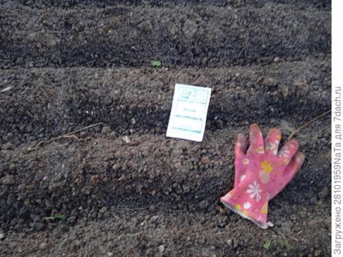 Морковь боится заморозков. Унылая осень, холода... вот и морковку сеять пора