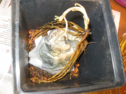 Корни клематиса. Про клематисы или мой опыт / МК посадки корнями ( окс) весной