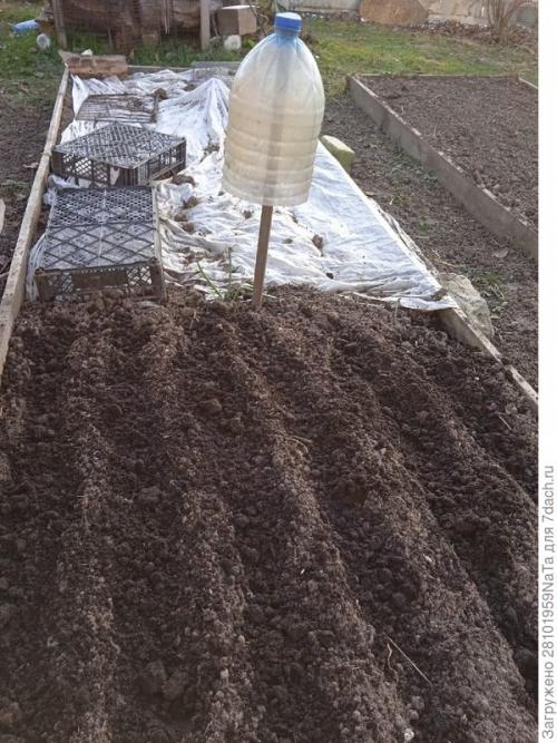 Морковь боится заморозков. Унылая осень, холода... вот и морковку сеять пора