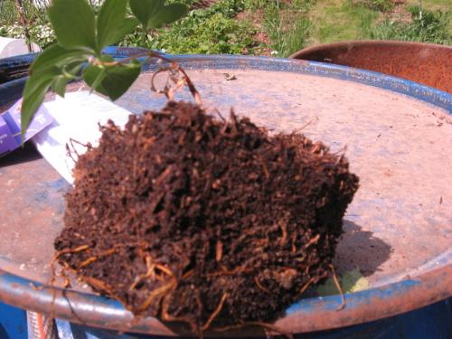 Корни клематиса. Про клематисы или мой опыт / МК посадки корнями ( окс) весной