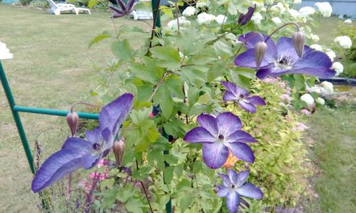 Корни клематиса. Про клематисы или мой опыт / МК посадки корнями ( окс) весной