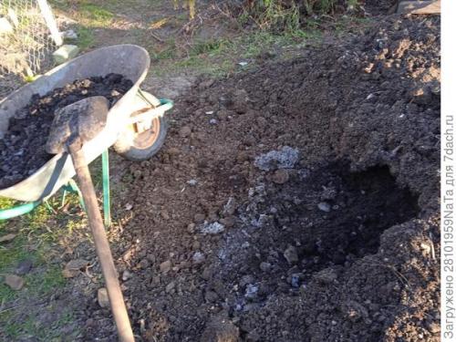 Морковь боится заморозков. Унылая осень, холода... вот и морковку сеять пора