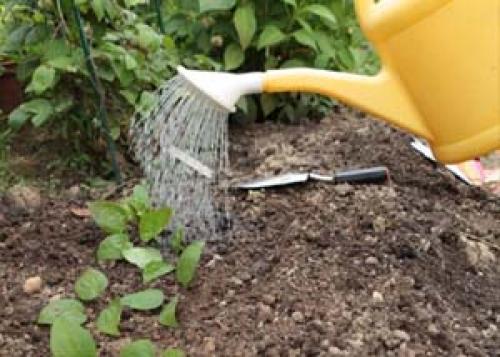 Клематис после зимы уход. Уход за клематисами весной после зимы