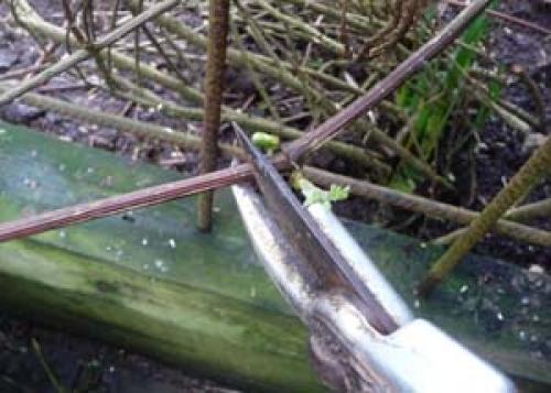 Клематис после зимы уход. Уход за клематисами весной после зимы