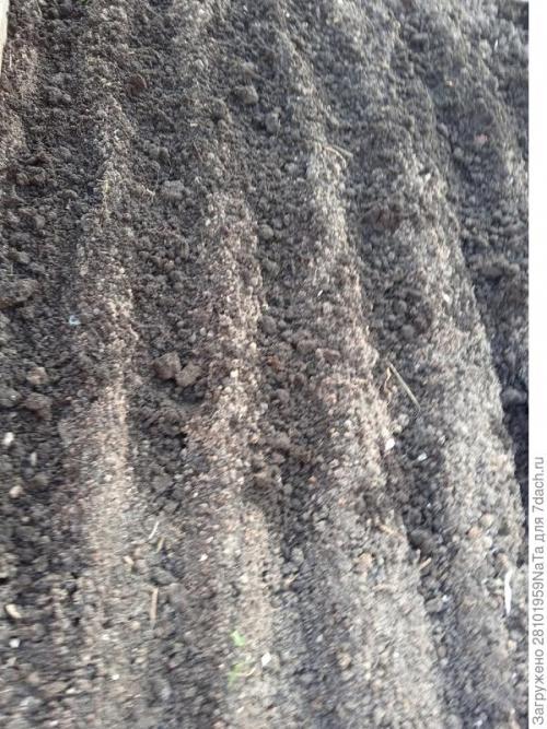 Морковь боится заморозков. Унылая осень, холода... вот и морковку сеять пора