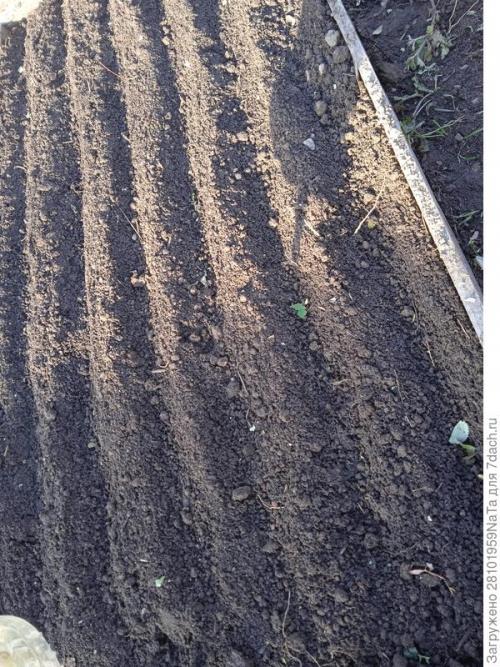 Морковь боится заморозков. Унылая осень, холода... вот и морковку сеять пора