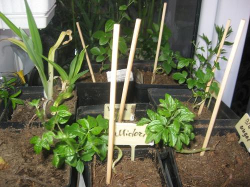 Корни клематиса. Про клематисы или мой опыт / МК посадки корнями ( окс) весной