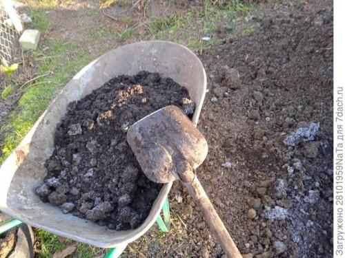 Морковь боится заморозков. Унылая осень, холода... вот и морковку сеять пора