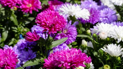 Рассада, каких цветов не боится весенних заморозков. Однолетники, которые можно сеять, как только сойдет снег