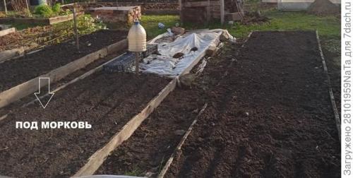 Морковь боится заморозков. Унылая осень, холода... вот и морковку сеять пора