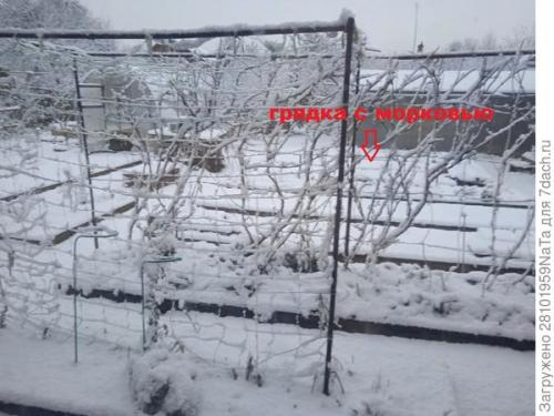 Морковь боится заморозков. Унылая осень, холода... вот и морковку сеять пора