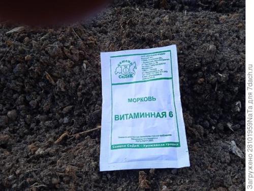 Морковь боится заморозков. Унылая осень, холода... вот и морковку сеять пора