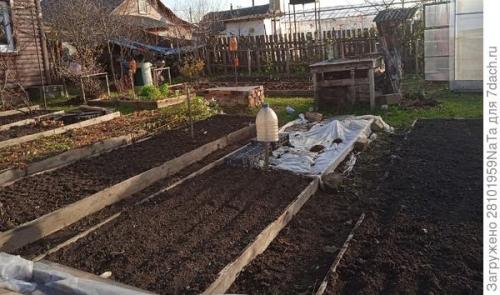 Морковь боится заморозков. Унылая осень, холода... вот и морковку сеять пора