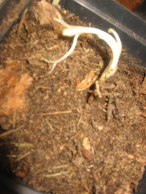 Корни клематиса. Про клематисы или мой опыт / МК посадки корнями ( окс) весной