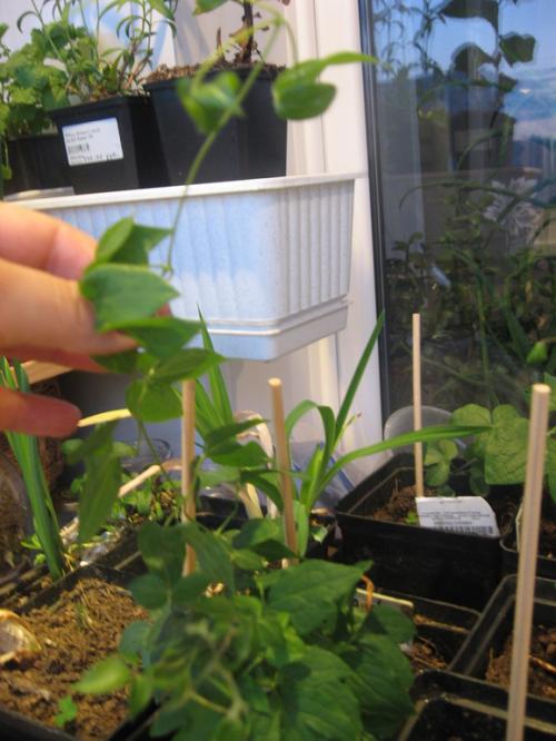 Корни клематиса. Про клематисы или мой опыт / МК посадки корнями ( окс) весной