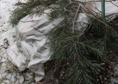 Клематис после зимы уход. Уход за клематисами весной после зимы